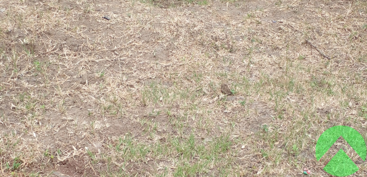 Navsari, ,Land/Plot,Land-Sell,1378